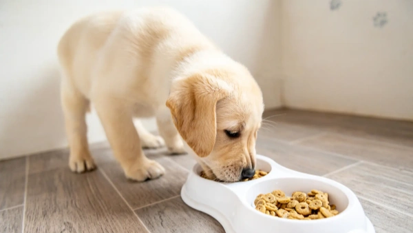 How Many Cups in a 40lb Bag of Dog Food? Find Out Now