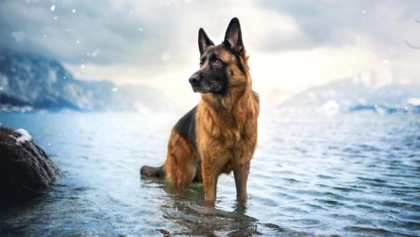 how much should a german shepherd eat a day