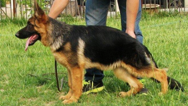 how much should a german shepherd eat