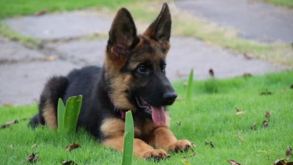 How Much to Feed a German Shepherd: Mistakes and Fixes Today