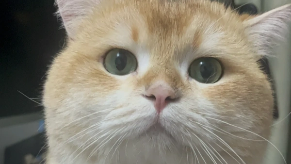 How Often Flea Treatment Cat? Most Owners Get This Wrong