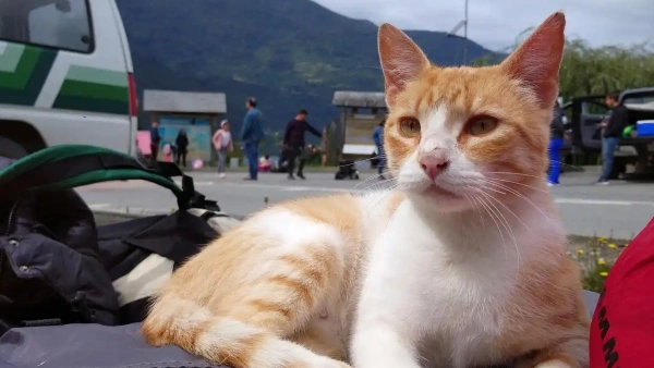 how often can you treat cats for fleas