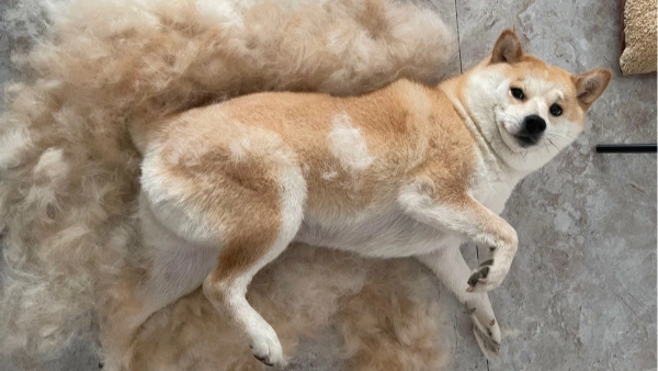 How Often Should a Dog Be Groomed? Mistakes Pet Owners Make
