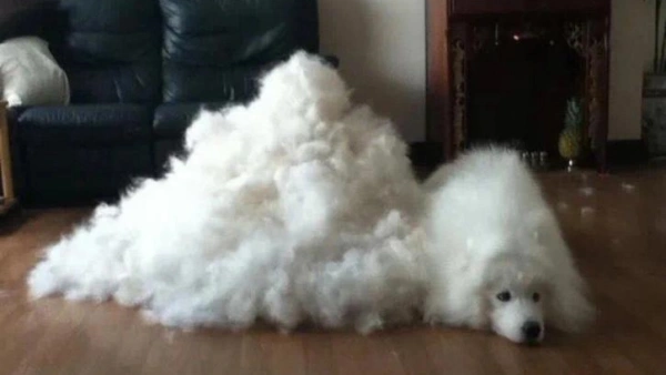 how often should dogs get groomed