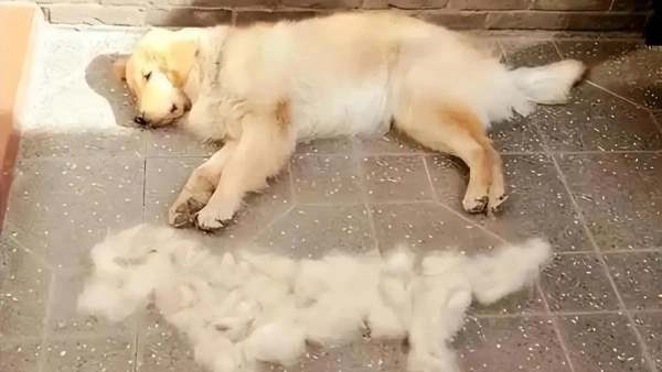 how often should you have your dog groomed