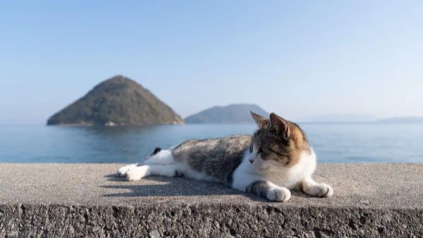 how often to flea treat cats