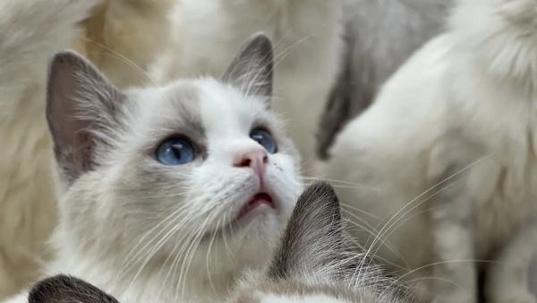 How to Apply Flea Medicine on Cats: Beginner’s Guide