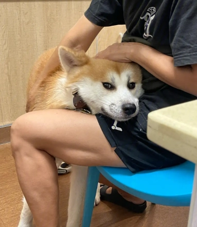 How to Calm a Nervous Dog