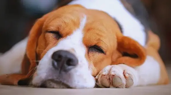 How To Comfort a Dog with Congestive Heart Failure