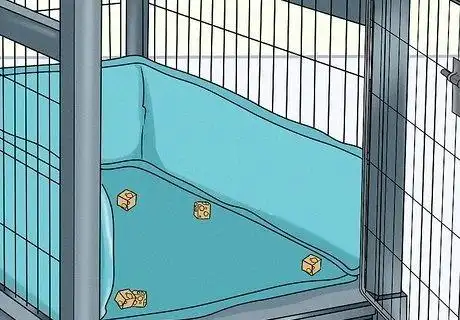 how to crate train an older dog