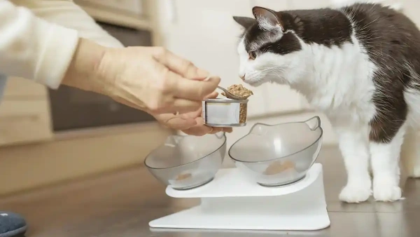 how to get fleas off kittens face