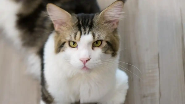 How to Get Rid of Fleas on Cats – A Fast and Safe Guide