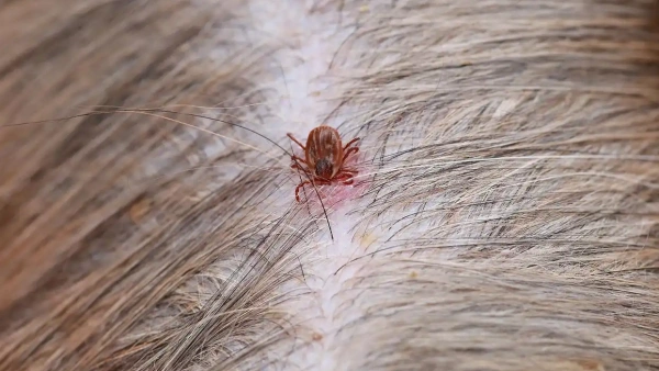 how to get rid of fleas on cats fast