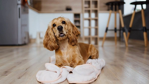 how to help dogs dry skin