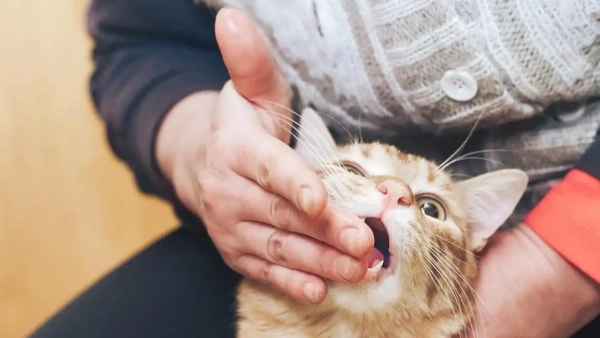 how to kill fleas on cats