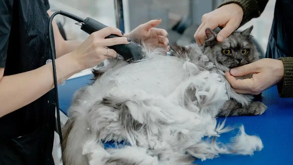 how to know if a cat has fleas