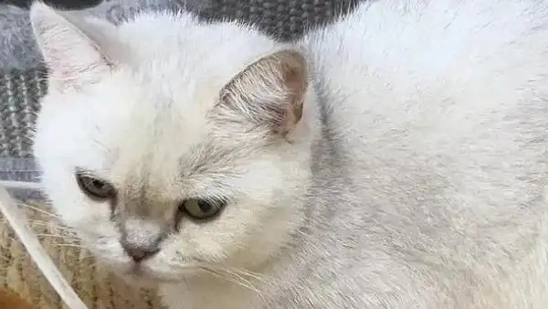 how to naturally get rid of cat fleas