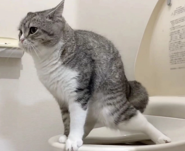 how to potty train a cat