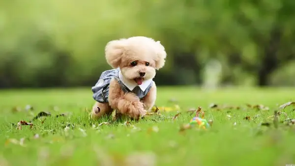 How to Potty Train the Dog