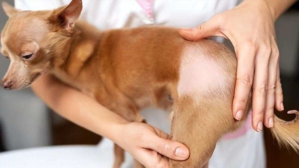 Dog Hair Fall Remedy: What Vets Want You to Know