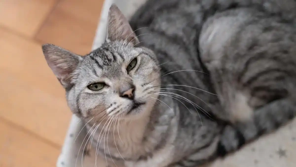 how to put flea medicine on a cat