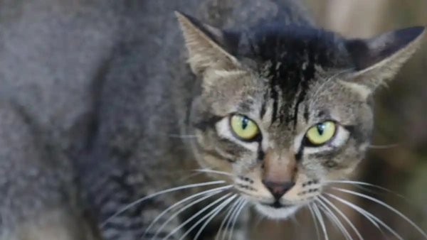 how to put on cat flea treatment