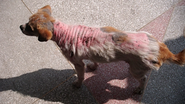 how to stop dog hair fall