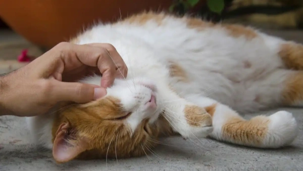 How to Tell If Cat Has Fleas: 5 Clear Signs Every Owner Should Know