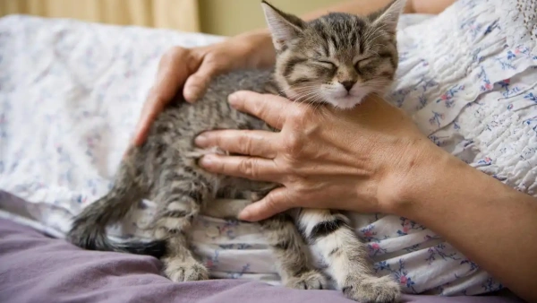 how to tell if cats have fleas