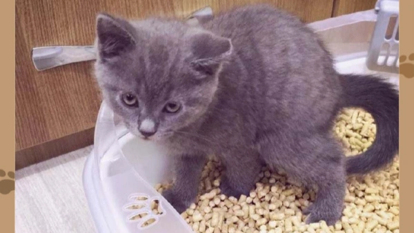 how to train a cat