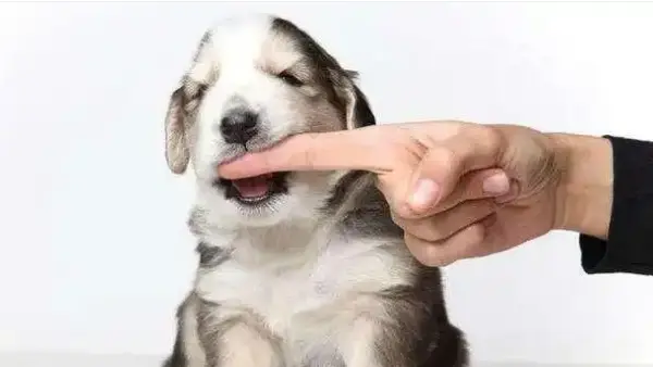 How to Train a Dog Not to Bite
