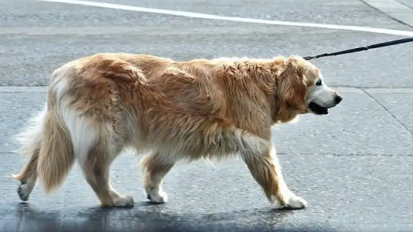 how to train a dog to walk on a leash