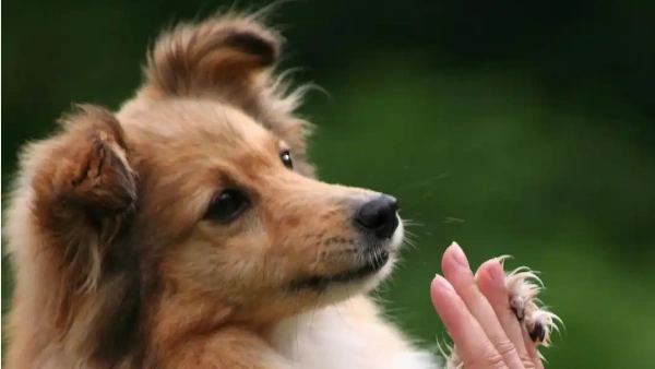 how to train your dog to talk
