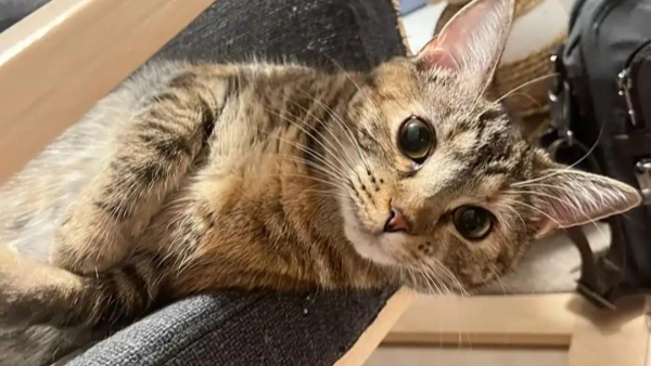 how to treat cat asthma