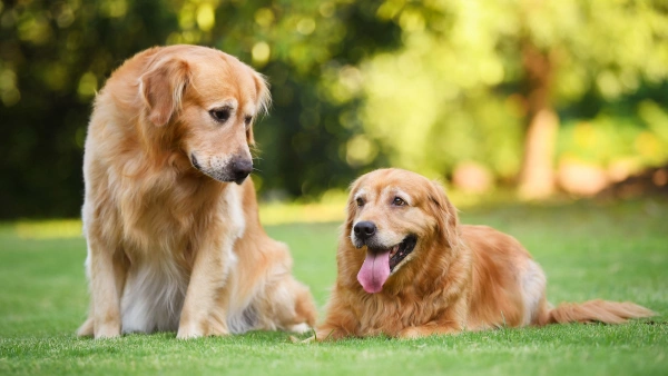 How to Treat Dogs with Urinary Tract Infection: Signs, Causes, and Best Care Tips