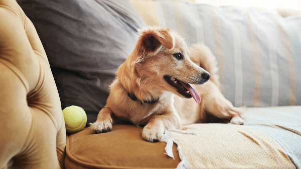 Best Home Remedies to Help Dogs With Dry, Itchy Skin Naturally
