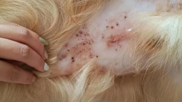how to treat flea allergy dermatitis in dogs at home