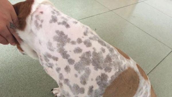 how to treat hot spots on dogs at home