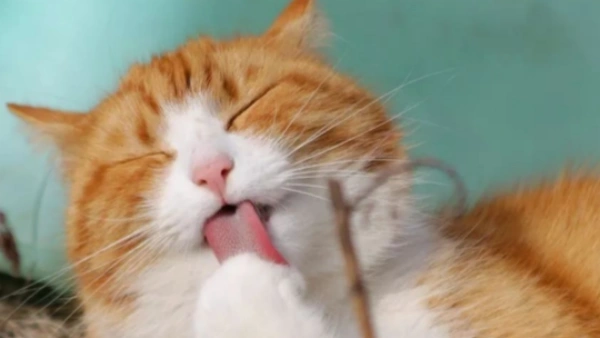 how to use a flea comb on a cat