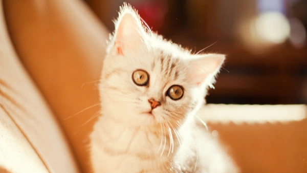 kill fleas on cats