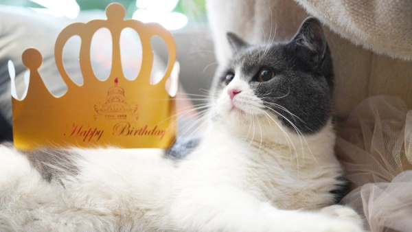 killing fleas on cat