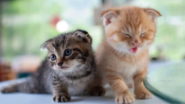 kitten flea drops