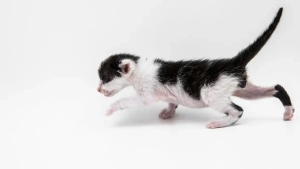 kitten topical flea treatment