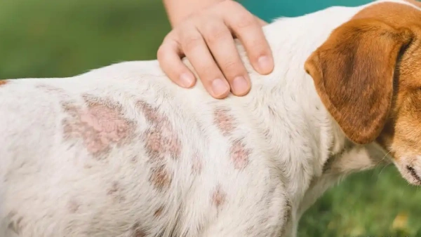 mange treatment dogs