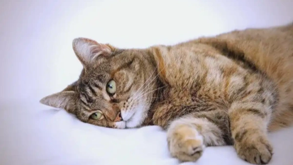 mites on cats skin
