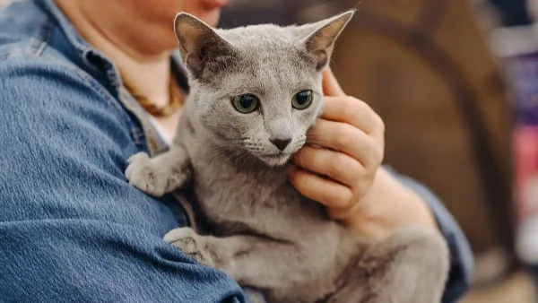 natural flea killer for cats