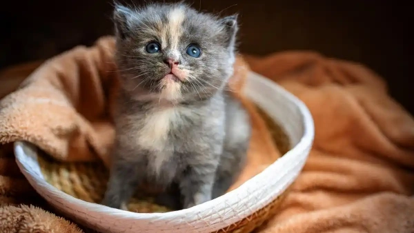 natural flea medicine for cats