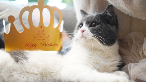 natural flea treatment for cats