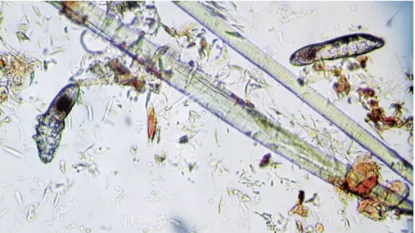 natural mite killer for dogs