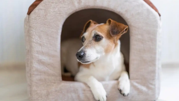 natural probiotics for dogs